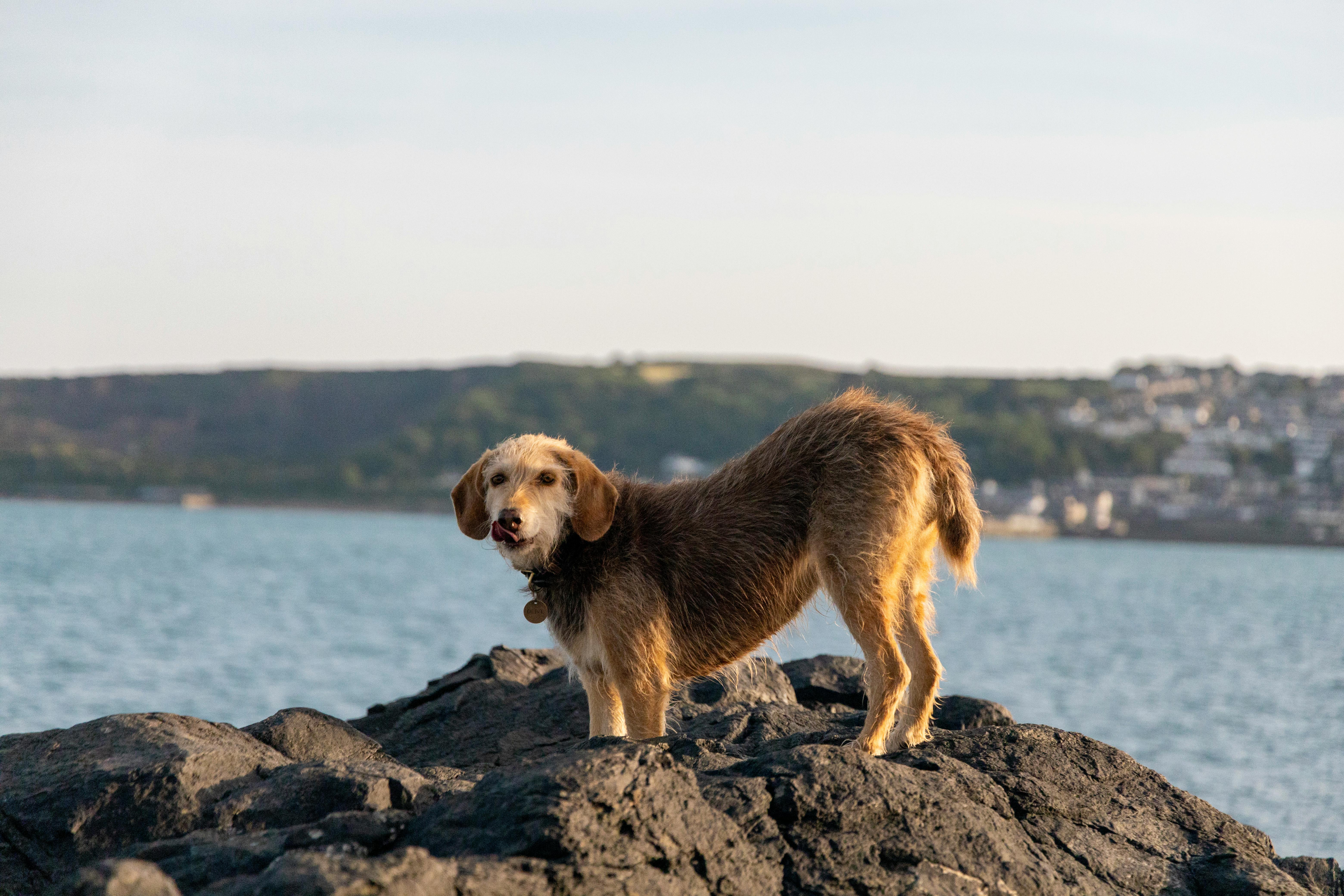 Ground Pancreas for Dogs