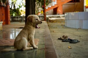 Dog house heater