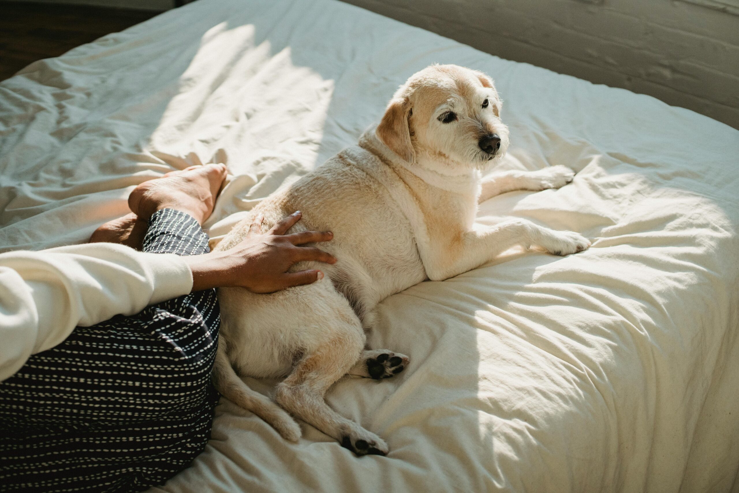 Dog Steps for High Bed