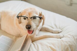 Dog Steps for High Bed