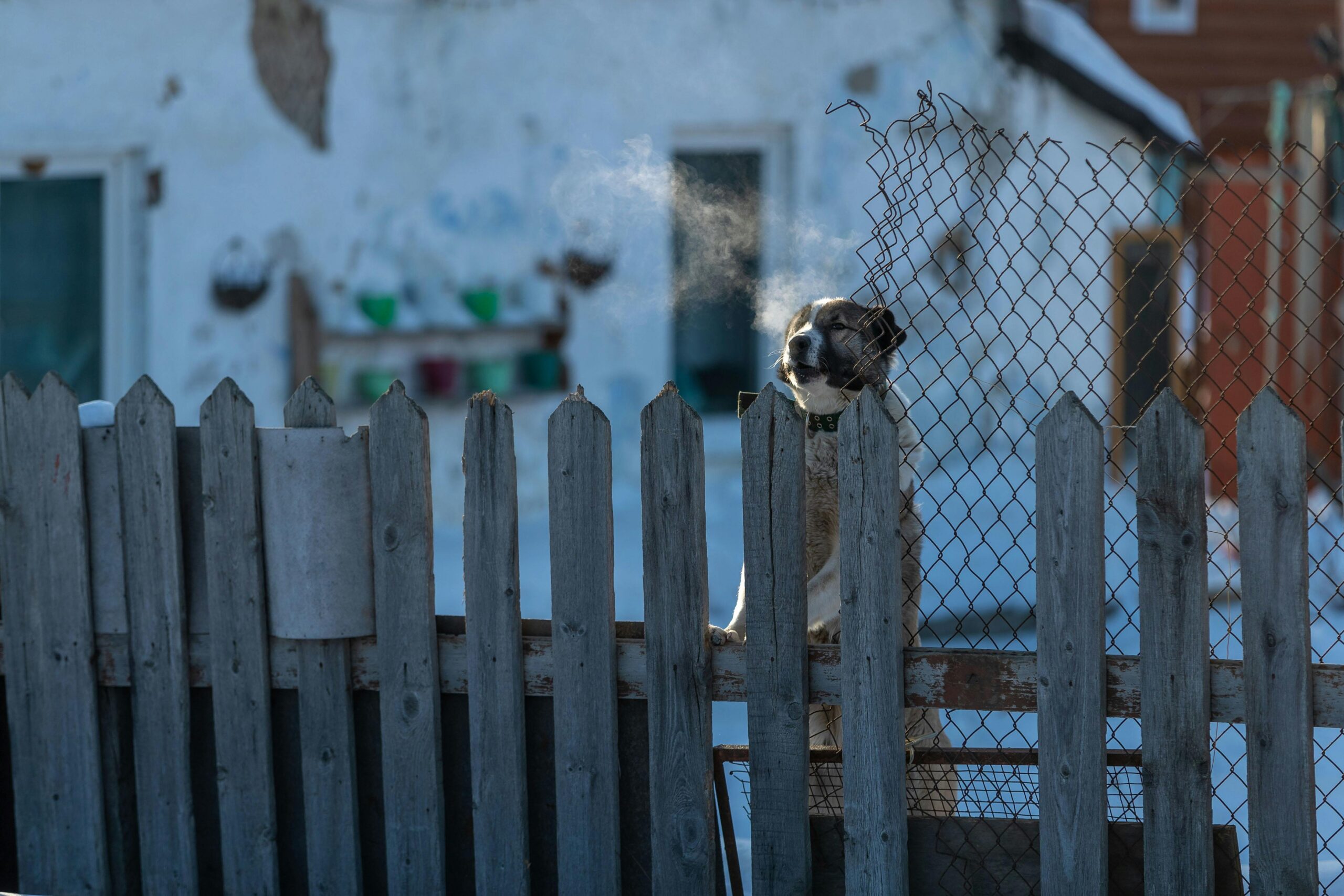 Outdoor Dog Gate