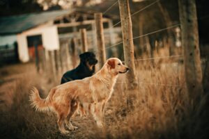 Ground Pancreas for Dogs